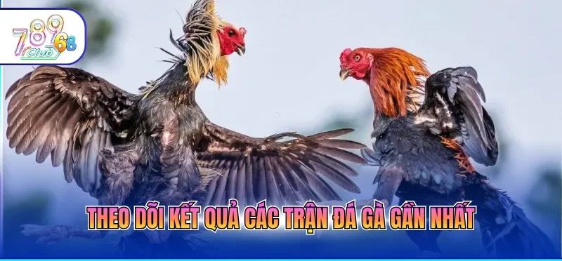 Đá Gà Trực Tiếp Hôm Nay Với Chất Lượng 4k, Mượt Mà 4 Theo dõi kết quả các trận đá gà gần nhất