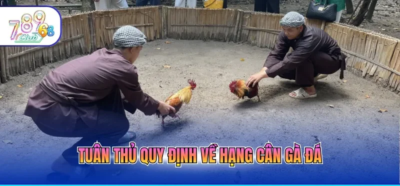 Đá Gà Trực Tiếp Hôm Nay Với Chất Lượng 4k, Mượt Mà 2 Tuân thủ quy định về hạng cân gà đá